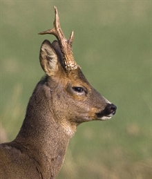 Deer & Stag Spotting