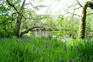 Bluebells By The River Foyers