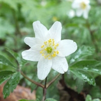 South Loch Ness Covered In Wood Anemone In Spring