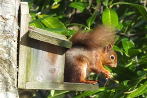 Red Squirrels At The Pottery House