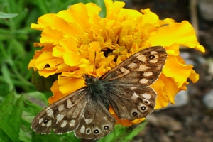 Speckled Woodland Butterfly